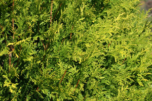 Detail view of Polar Gold® Arborvitae (Thuja occidentalis 'SMATO') showing plant structure and foliage.
