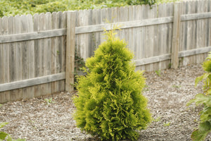 Polar Gold® Arborvitae (Thuja occidentalis 'SMATO') foliage and growth habit in the landscape.