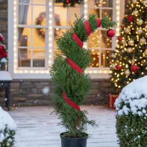 Emerald Green Arborvitae