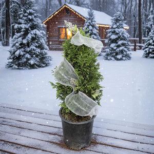 Junior Giant Arborvitae