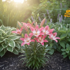 A robust clump of Asiatic Lily showing its upright growth in a garden border. This dwarf variety is excellent for containers or adding midsummer color to the front of a bed.
