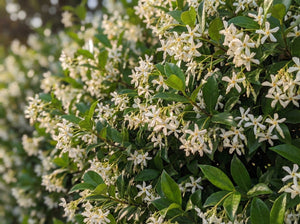 Close-up image of a dense Confederate Jasmine (Trachelospermum jasminoides) shrub, showing its small, star-shaped white flowers and glossy dark green foliage.