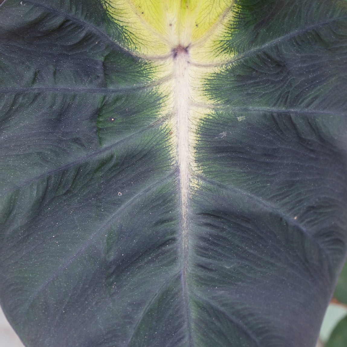 Tropical Storm Elephant Ear