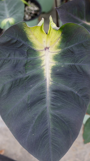 spotted elephant ear plant Tropical Storm Elephant Ear