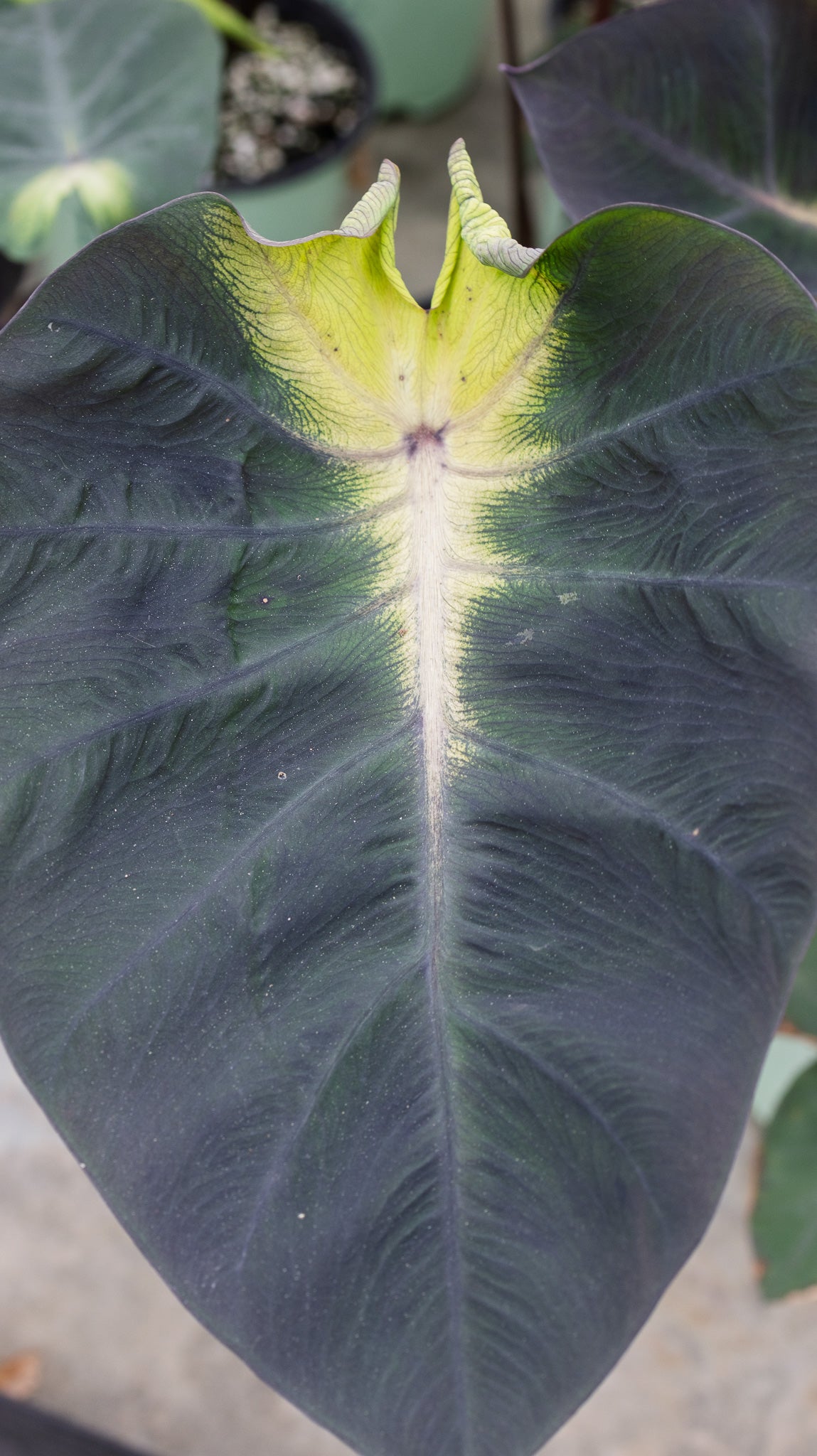 black elephant ear plant Tropical Storm Elephant Ear | Giant Bold Foliage