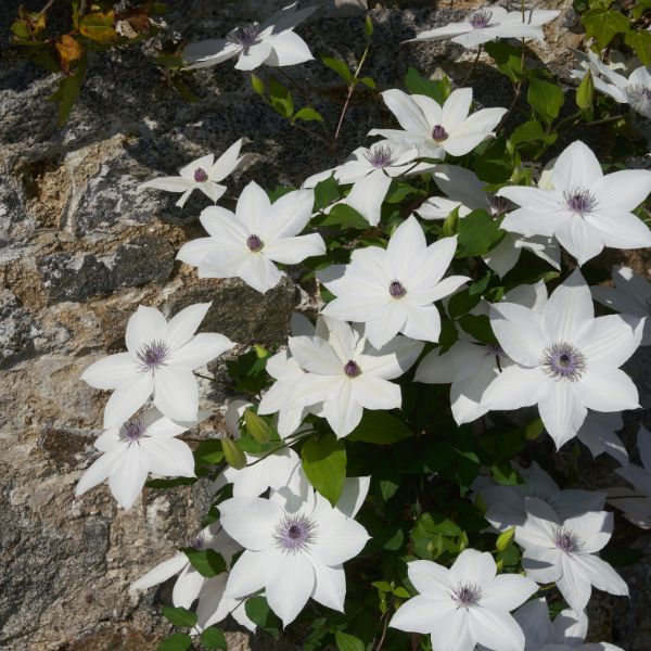 Tsukiko Clematis Sunny Blooms
