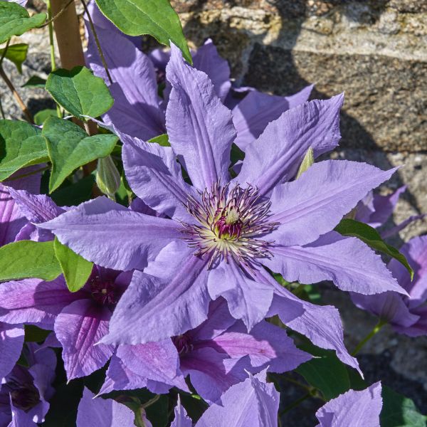 Tumaini Clematis Sunny Bloom