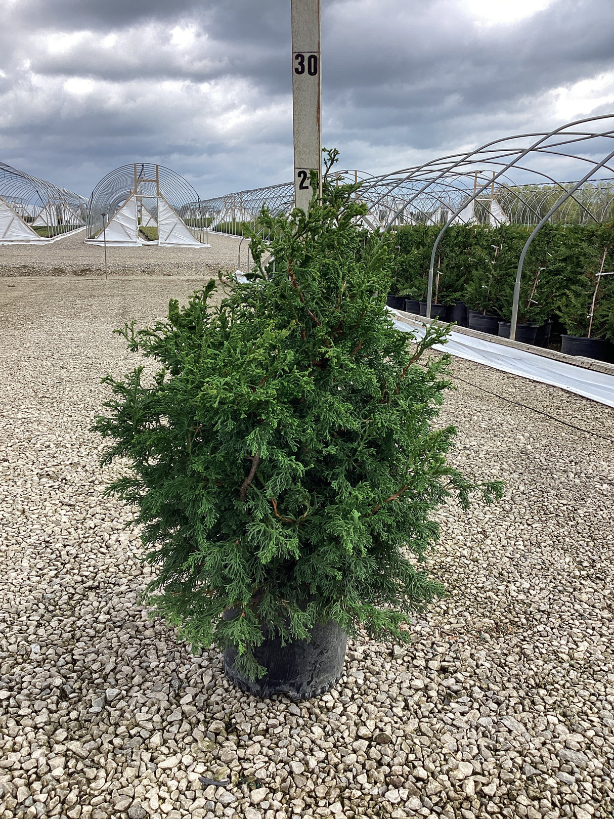 Twisted Hinoki False Cypress