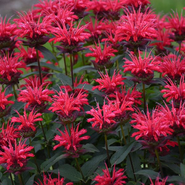 Upscale® Red Velvet Bee Balm Blooms