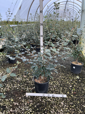 Mohawk Burkwood Viburnum