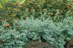 Splendid!® Blue Blueberry