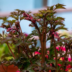 Valentine® Bleeding Heart