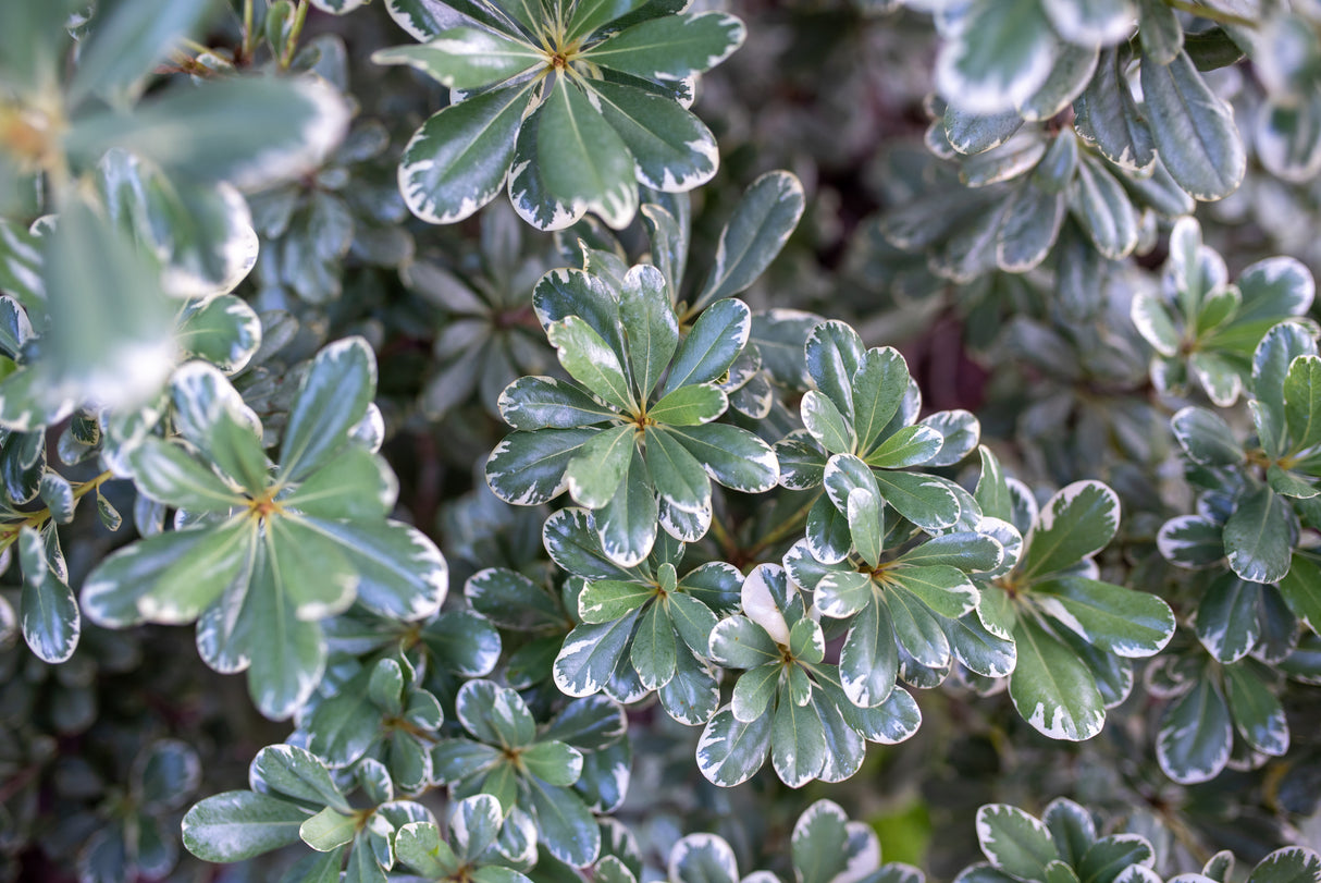 Variegated Japanese Pittosporum