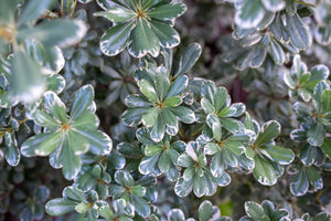 Variegated Japanese Pittosporum