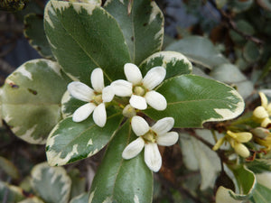 Variegated Japanese Pittosporum