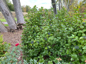 Glitters & Glows® Arrowwood Viburnum