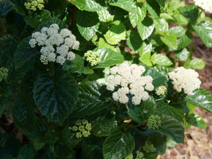 Glitters & Glows® Arrowwood Viburnum