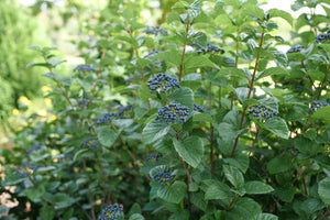 Glitters & Glows® Arrowwood Viburnum
