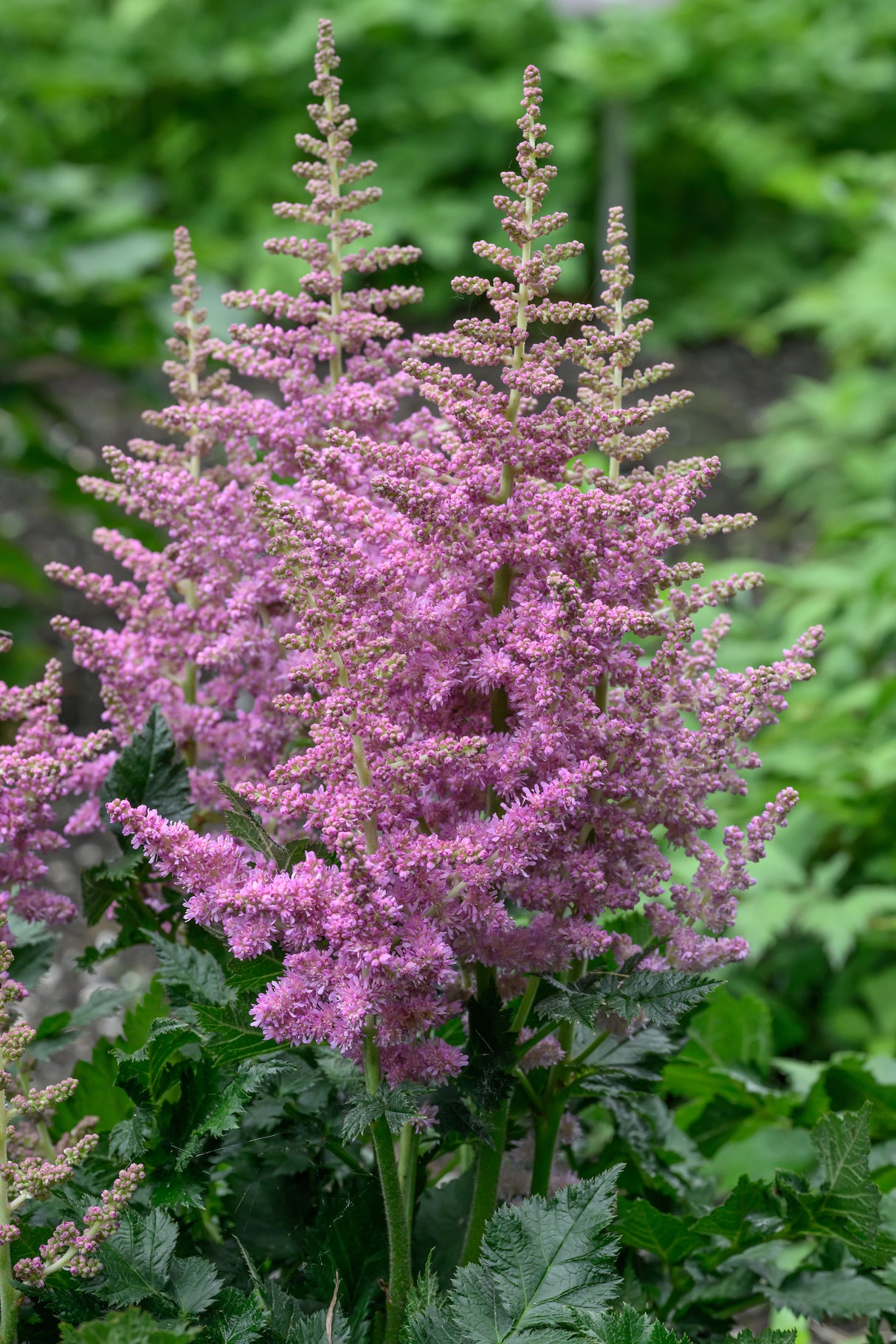 Vision In Purple Astilbe