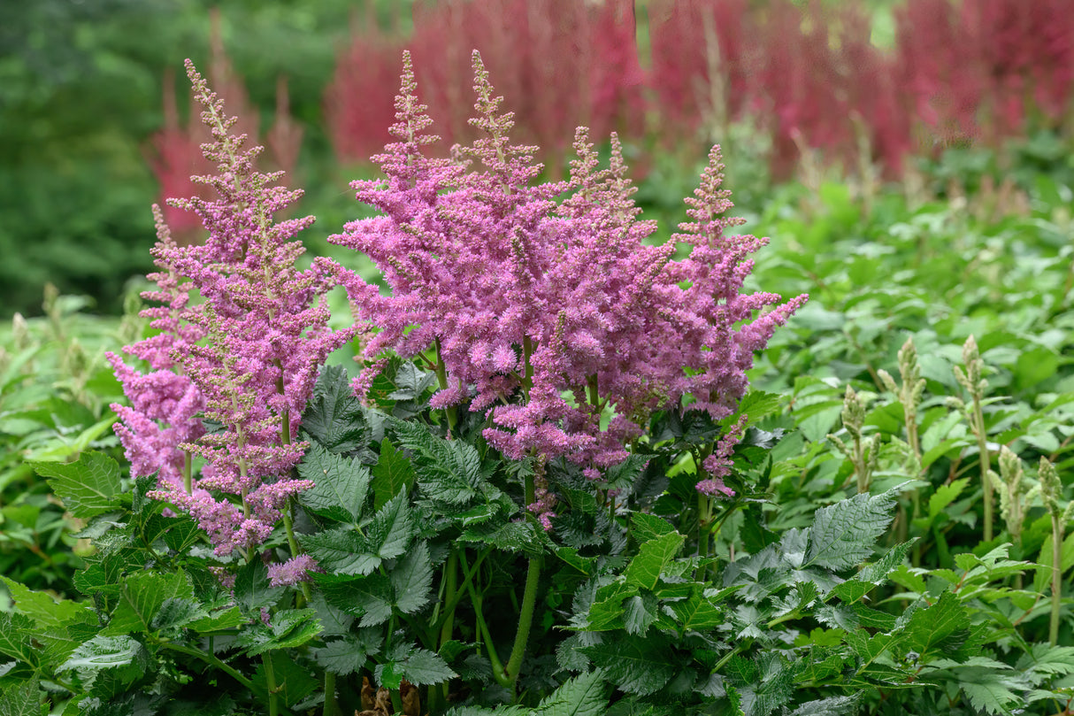 Vision In Purple Astilbe