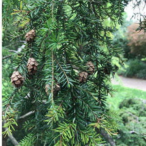 Weeping Canadian Hemlock