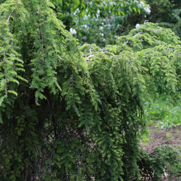Weeping Canadian Hemlock