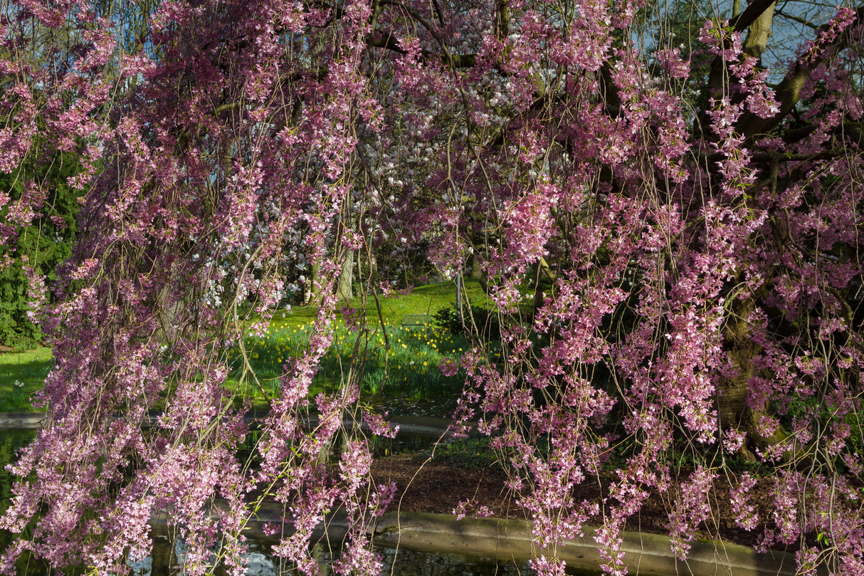 Weeping Higan Flowering Cherry