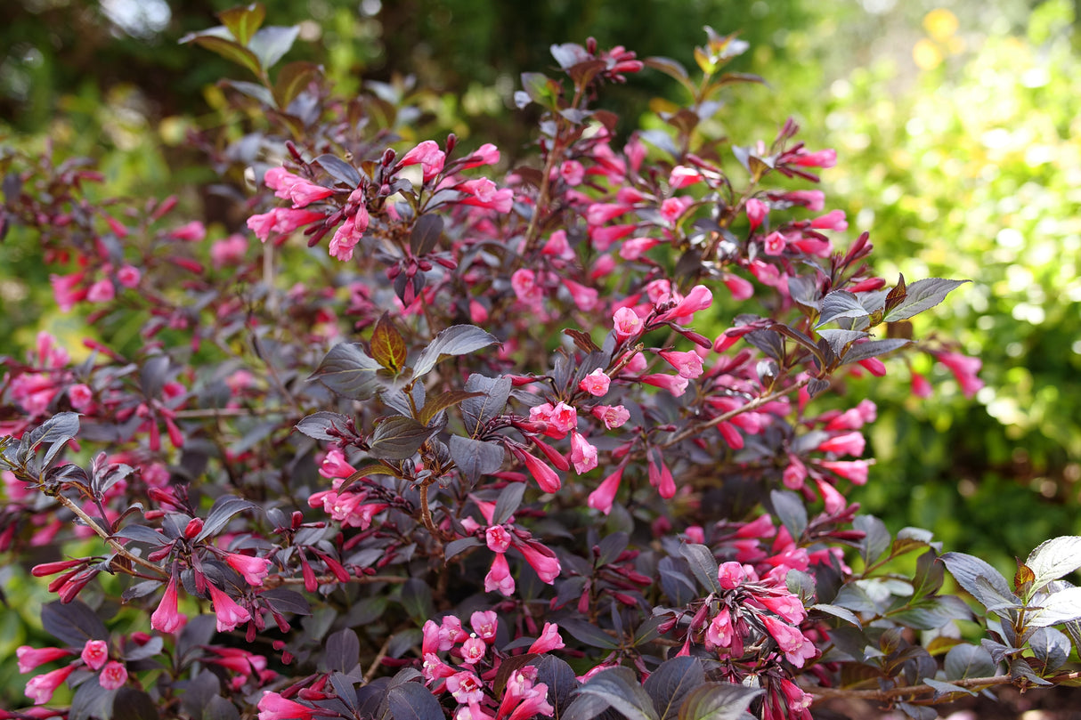 Very Fine Wine® Weigela
