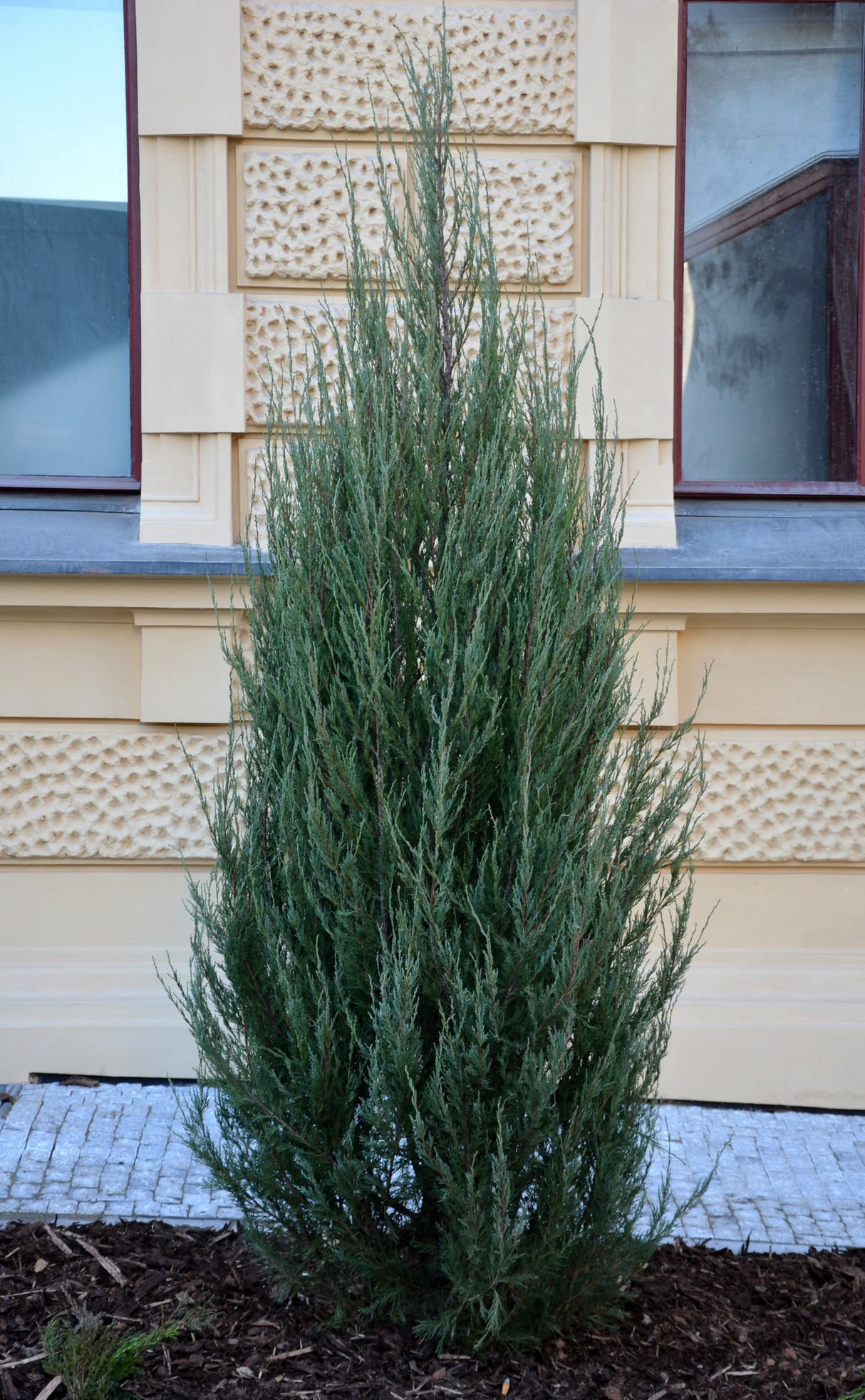 Wichita Blue Juniper