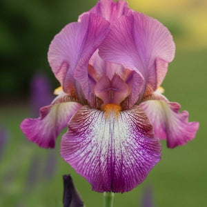 'Wine Festival' Bearded Iris from Nature Hills. Deep lavender-purple bloom with a bright yellow beard. Adds striking vertical interest to a front yard mailbox garden.