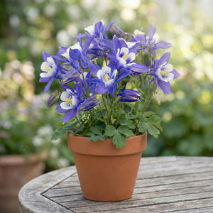Potted Blue and white columbine flowers on a wooden surface