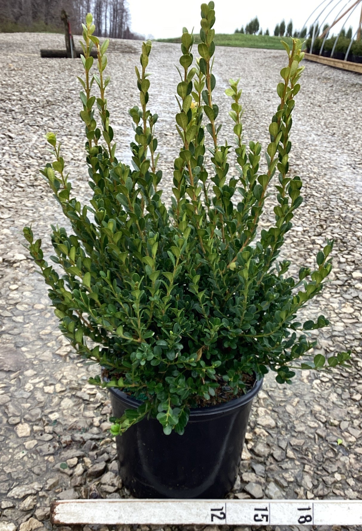 Winter Gem Boxwood shrub in 3-gallon pot – upright evergreen foliage

Shop Winter Gem Boxwood (Buxus microphylla) in a 3-gallon pot. Hardy, evergreen, and perfect for hedges or borders. Order online at Nature Hills!