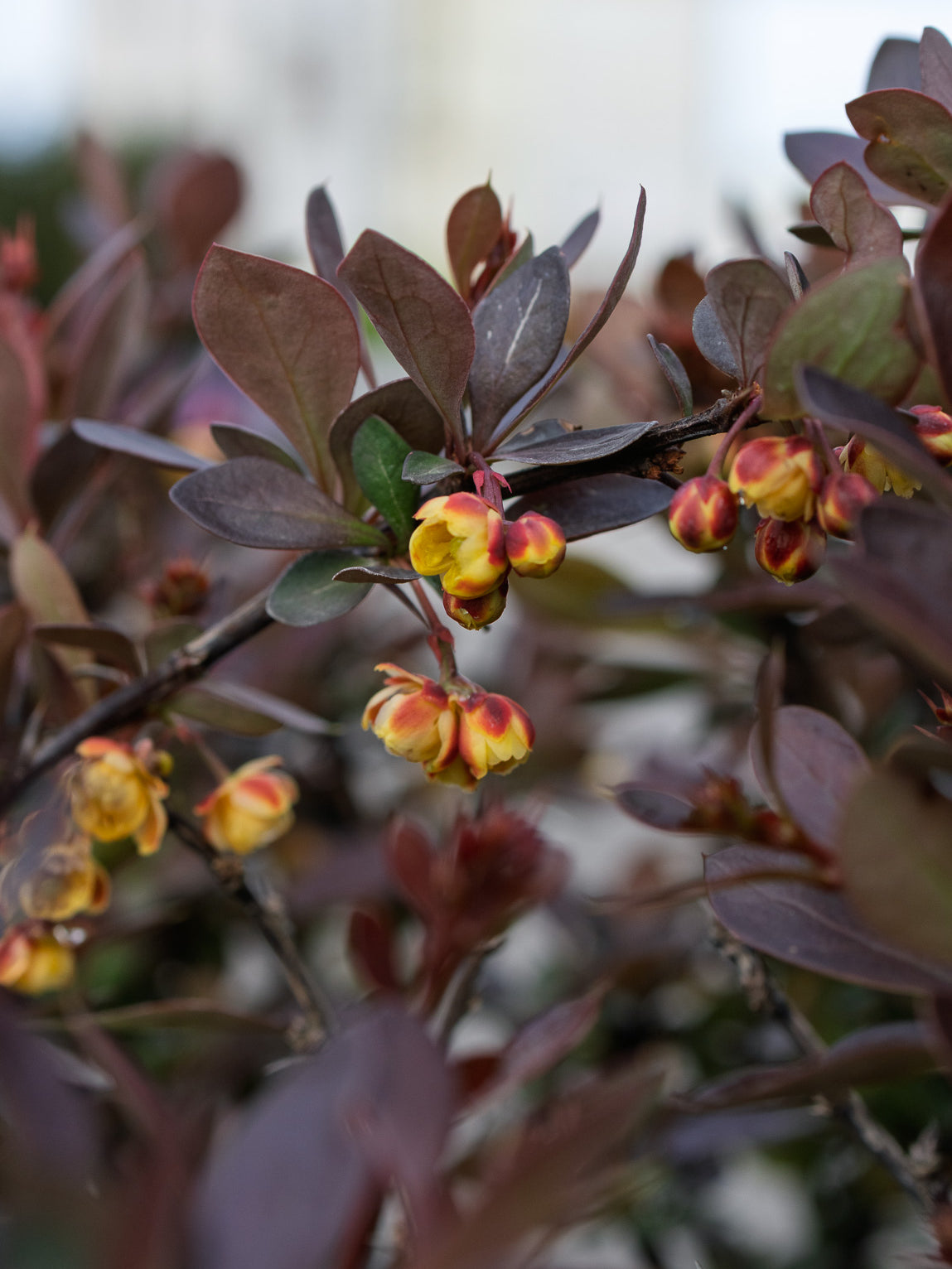 WorryFree® Crimson Cutie® Barberry