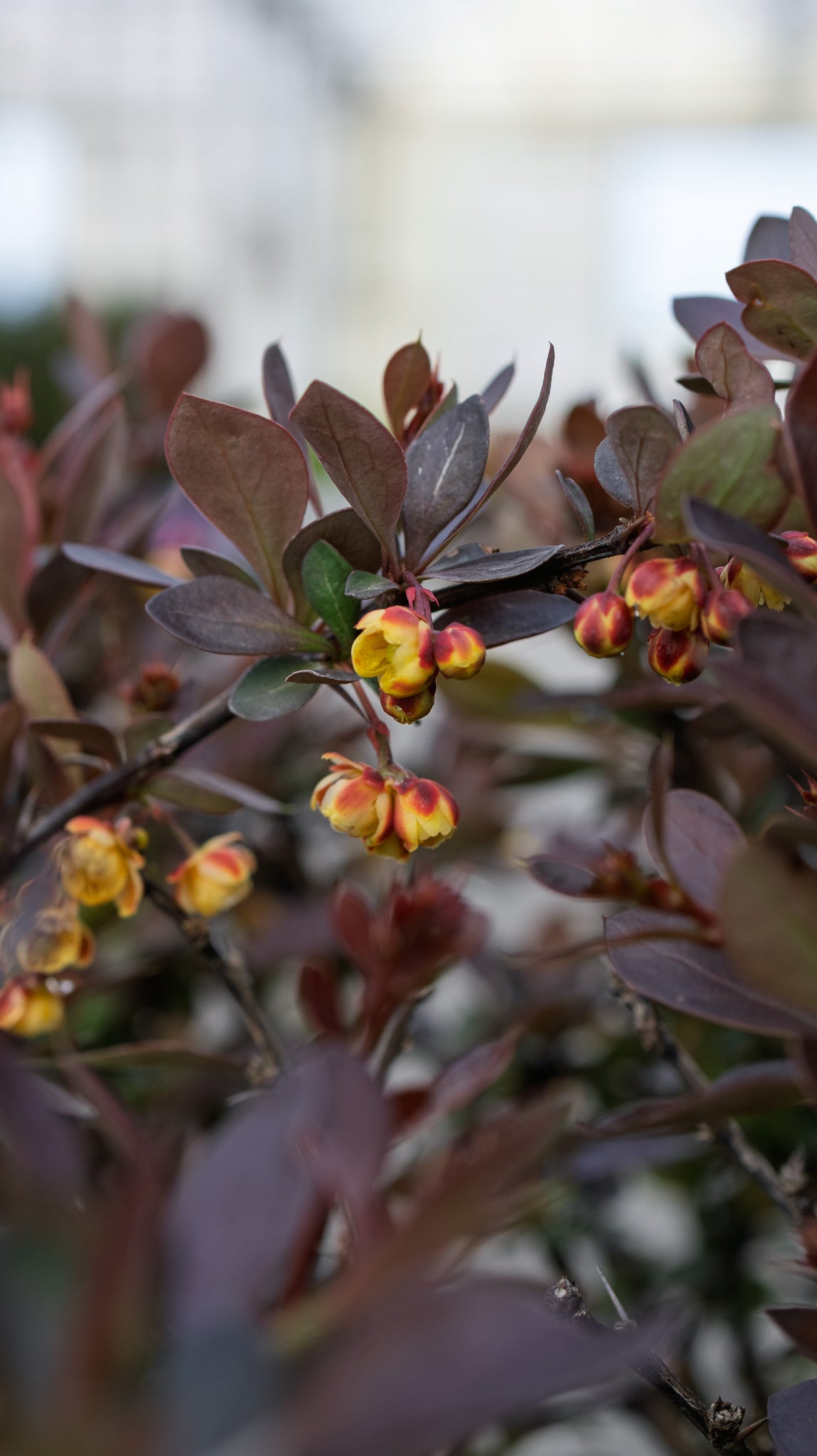 WorryFree® Crimson Cutie® Barberry