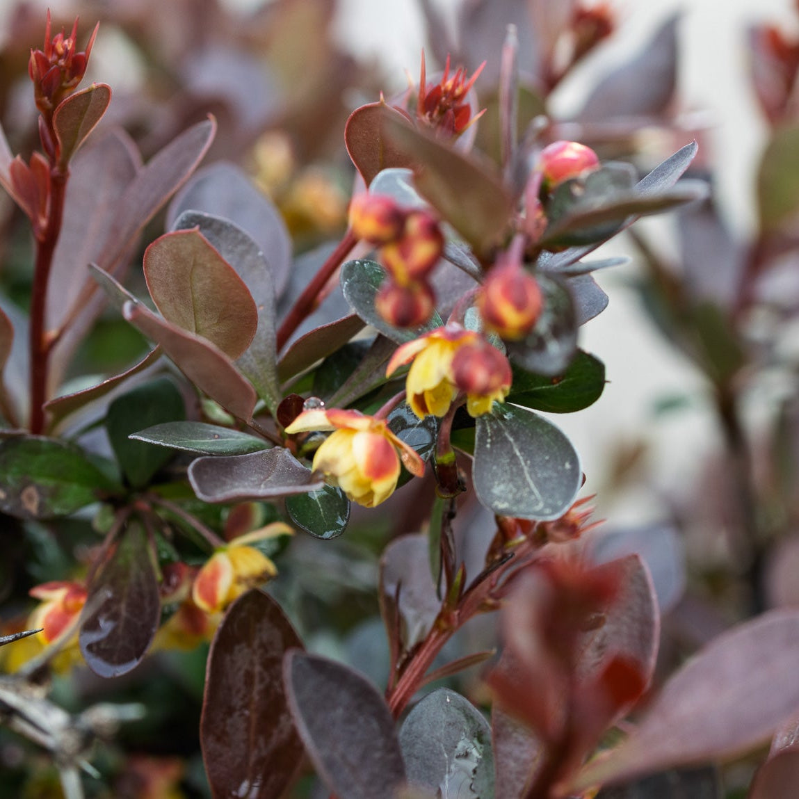 Close-up of Worry Free Crimson Cutie Barberry with small yellow flowers and purple leaves.