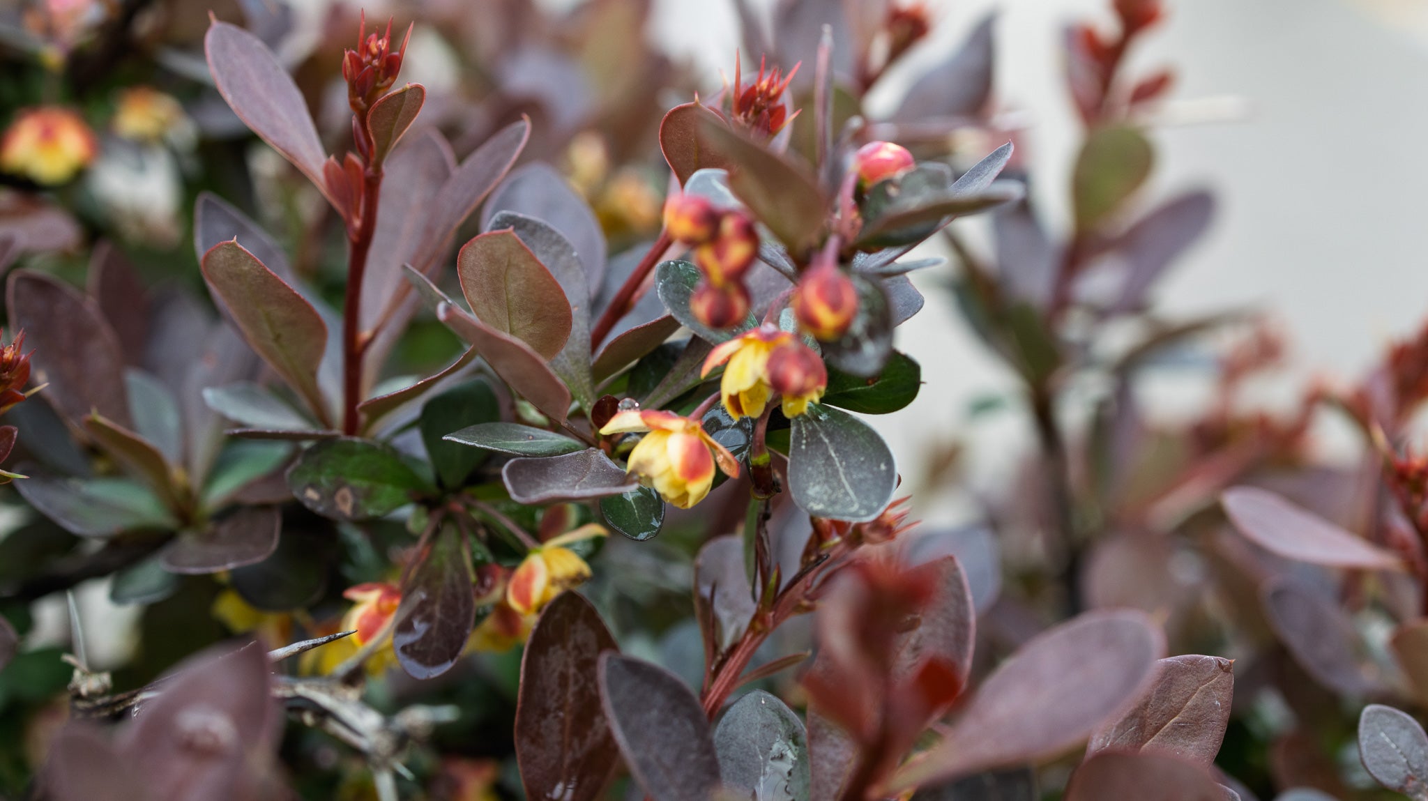 WorryFree® Crimson Cutie® Barberry