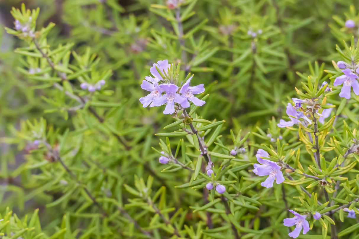 Wynyabbie Gem Westringia