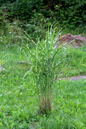 Zebra Grass