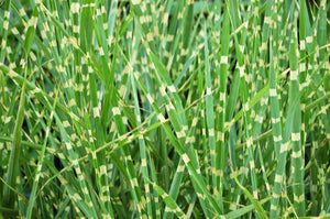Zebra Grass