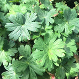 Alpenglow Geranium