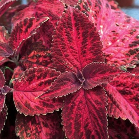 Coleus Kingswood Torch