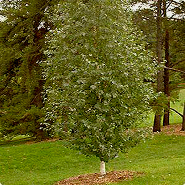 Dakota Pinnacle Birch