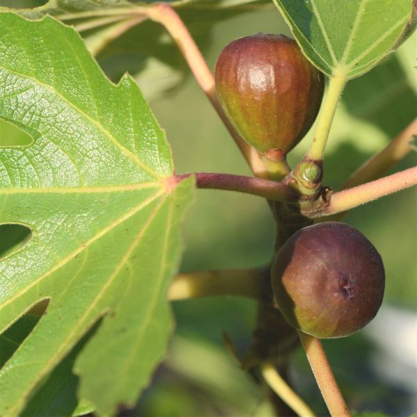 Black Mission Fig Tree