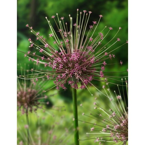 Schubertii Allium