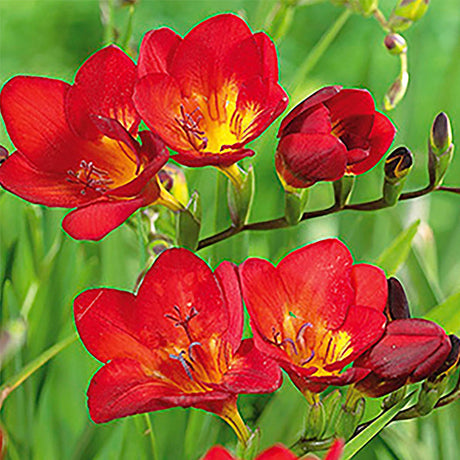 Single Red Freesia