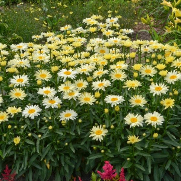 Banana Cream Shasta Daisy