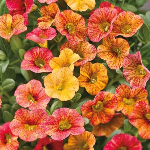 Tequila Sunrise Superbells Calibrachoa