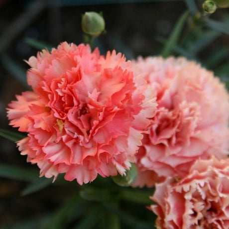 Odessa&reg; Orange Bling Bling Dwarf Hardy Carnation