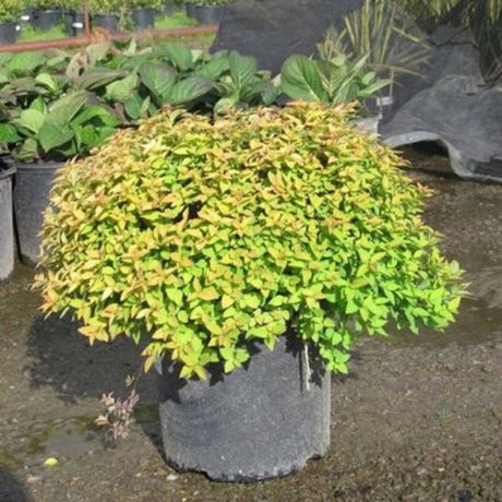 Dakota Goldcharm Spirea