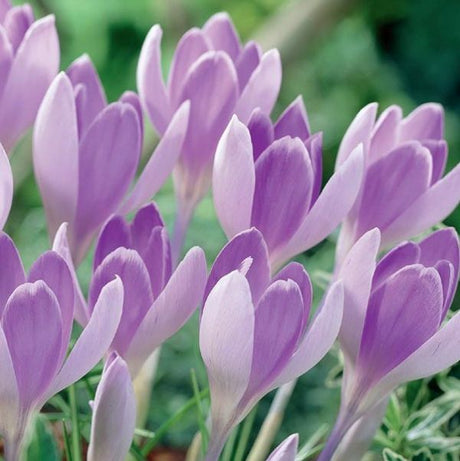 Vanguard Crocus